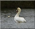 NZ0881 : Mute Swan (Cygnus olor) courtship and display (7) by Russel Wills