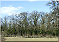 Woodland near Haresfield