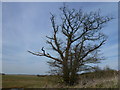 Roadside tree near Testerton Hall east of Colkirk