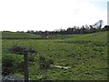 Rough grazing in a wetland hollow on the south side of Claragh Road