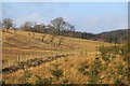 Rough grazing near Mollinburn