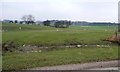 Sheep pasture, north-west of Hathenshaw Farm