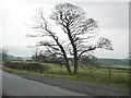 SE1349 : Twin trees, Denton Road, Bore Hill by Christine Johnstone