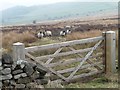 SE1751 : Sheep grazing on Askwith Moor by Christine Johnstone