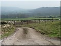 Sheep grazing at the entrance to Carr Farm