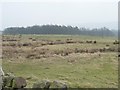 Sheep grazing on Weston Moor