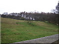 Grazing off Grimescar Road