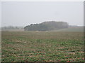 TF2468 : Misty view towards a plantation near Thornton by Jonathan Thacker