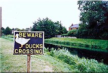 TF1409 : Duck crossing at Deeping St James, near Bourne, Lincolnshire by Rex Needle