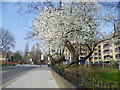 TQ3287 : Blossom on Green Lanes by Marathon