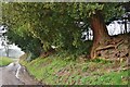 A Row Of Yew Trees