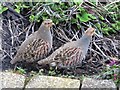 Two partridges not in a pear tree