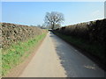 Lane to Cuddington Heath