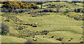 Sheep below Knockagh (March 2015)