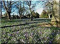 Crocuses In Corsehill Park