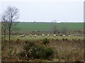 Sheep on marshy ground near Sowyersteps Bridge