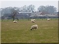 NY6231 : Sheep in field at Broats Farm by Oliver Dixon