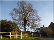 SU6055 : Tree by Manor Farm, Monk Sherborne by David Howard