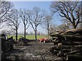 Forest work near Coombekeale