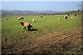 Sheep near Hellescott