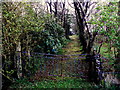 Overgrown lane, Ballynamullan