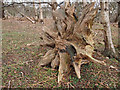 TM4254 : Gnarled upended tree root by Richard Mudhar