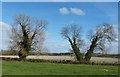 Two trees beside a field drain