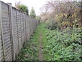 Path between fence and wild hedge