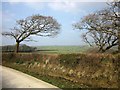 Trees by the lane to Hendra Farm