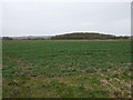 Crop field towards Square Plantation