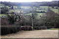 Blasted trees in Ashover Hay