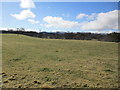 Grazing near Nethy Bridge