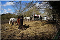 Horses off Long Lane, Beverley