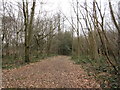 Path in Sevenoaks Common 