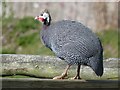 Guinea Fowl, Dale