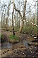 Stream & Bushey Wood