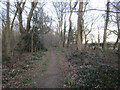 Path in High Wood