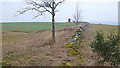 Old dry stone wall