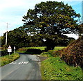 SJ2935 : Oak near a bend in Old Chirk Road near Weston Rhyn by Jaggery