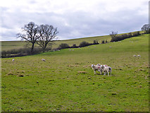 SP7621 : Sheep on Woad Hill by Robin Webster