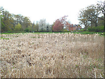 SP2872 : Expanse of Reedmace, west end of Abbey Fields lake, Kenilworth by Robin Stott