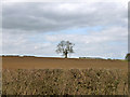 Tree on the skyline