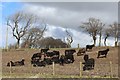 Cattle at Rigfoot Farm