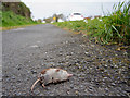 A dead shrew on a path east of Fremington