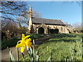 Pilsdon: daffodil outside St. Mary?s church