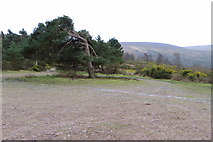 SS9043 : Wind blown tree in the car park at Webber's Post by Philip Jeffrey