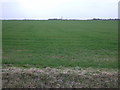 Crop field off Manby Middlegate (B1200)