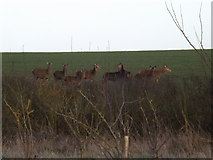 TM3671 : Deer grazing off Halesworth Road by Geographer