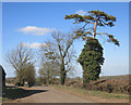 Spindly Tree with Ivy