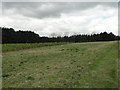 Shelterbelt of pines and gamebird feed in set-aside